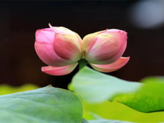 水火既济卦详解_第27卦详解_震卦详解